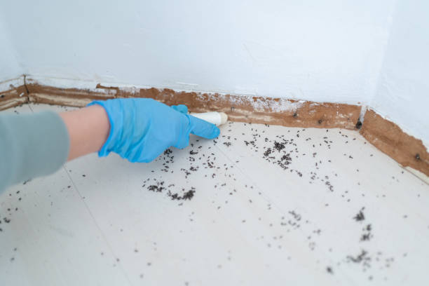 Bird Control in Pinewood Estates, TX